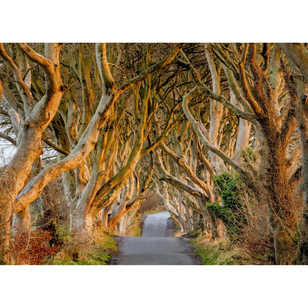 Dark Hedges Sunlight Print-Eoin Mc Connell Photography-Artisan Market Online