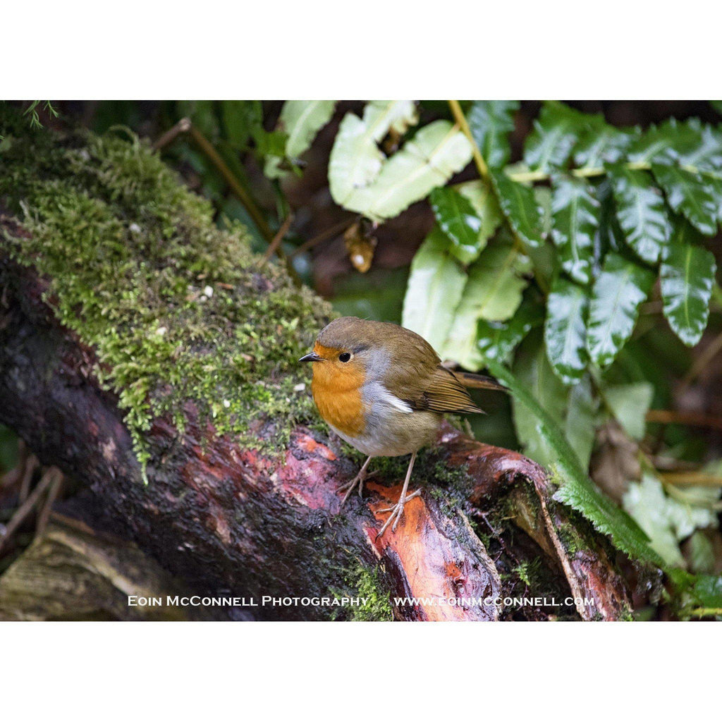 Robin Print-Eoin Mc Connell Photography-Artisan Market Online